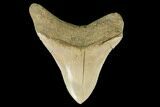 Serrated, Fossil Megalodon Tooth - Aurora, North Carolina #176572-1